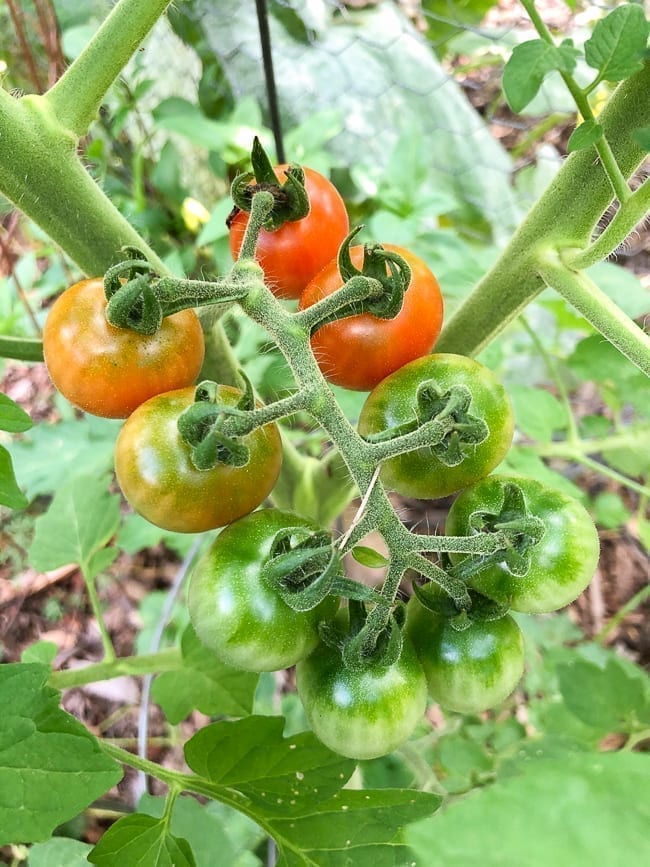 Cherry Tomatoes, bmeteor.aiodimecu.cf