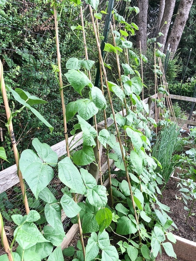Green bean plants, bmeteor.aiodimecu.cf