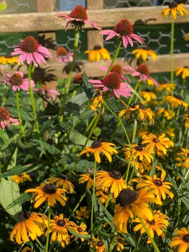 Echinacea and black eyed susans, bmeteor.aiodimecu.cf