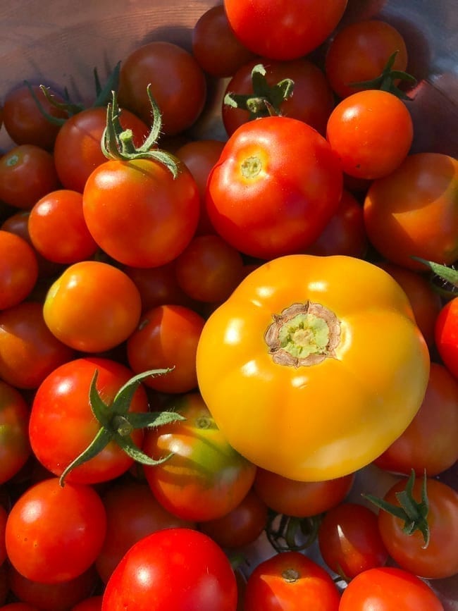 Tomato harvest, bmeteor.aiodimecu.cf