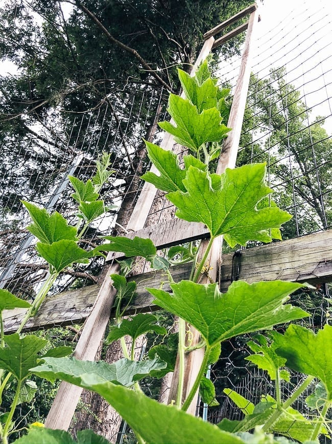 Winter melon plant, bmeteor.aiodimecu.cf