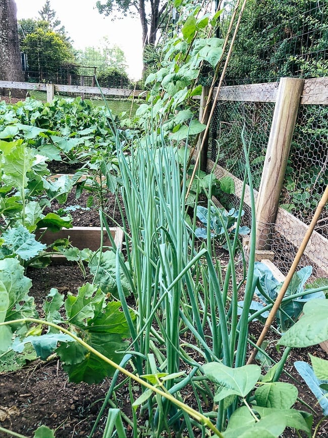 Scallion plants, bmeteor.aiodimecu.cf