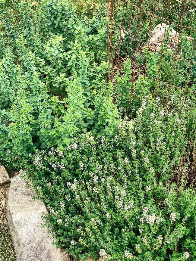 Oregano and thyme, bmeteor.aiodimecu.cf