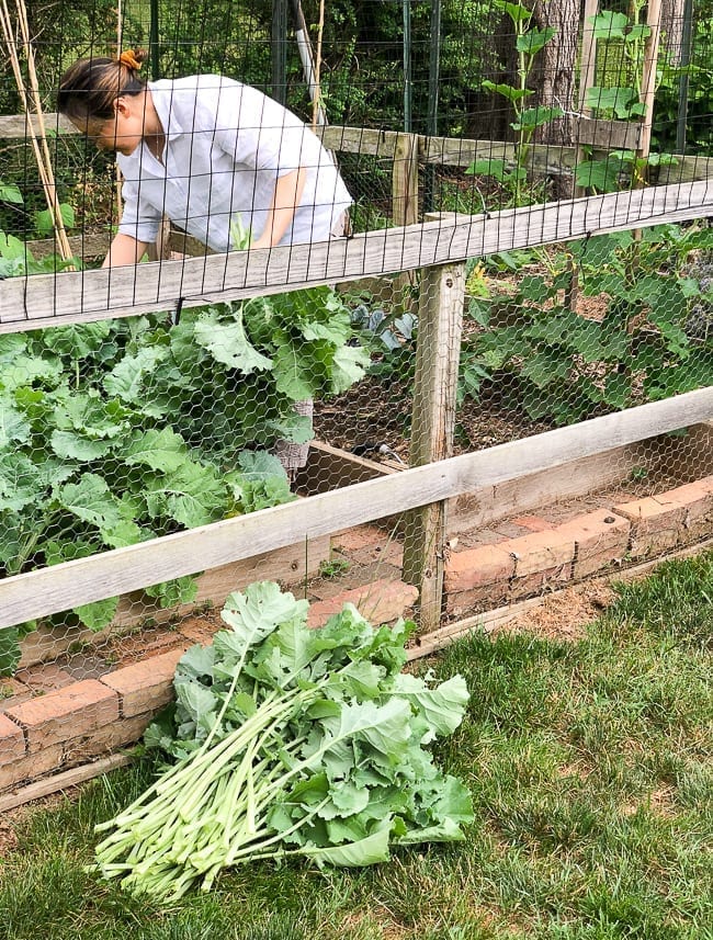 Harvesting Kale from backyard garden, bmeteor.aiodimecu.cf