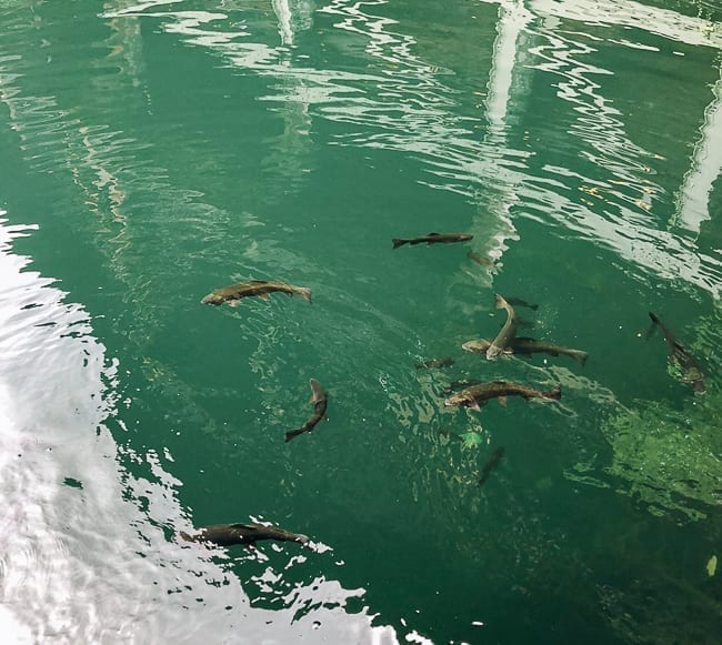 Fish in Mohonk Lake, bmeteor.aiodimecu.cf