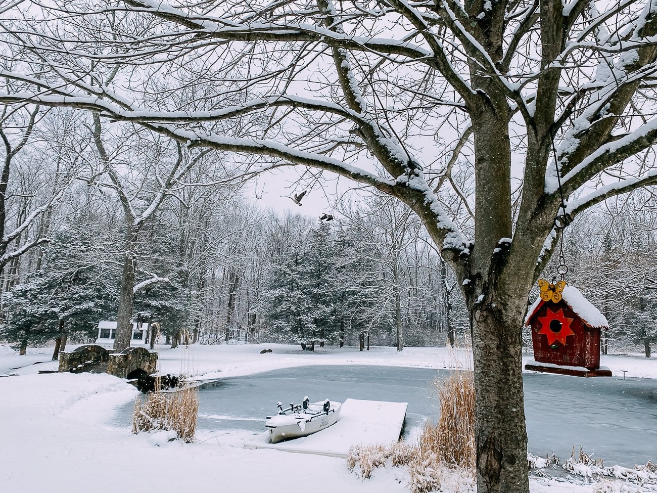 pond in winter