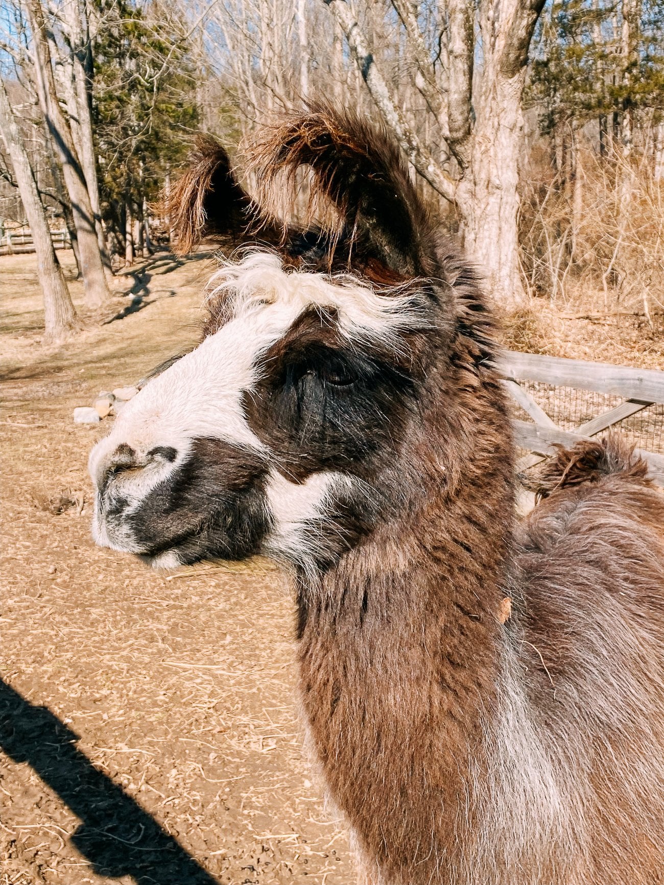 llama