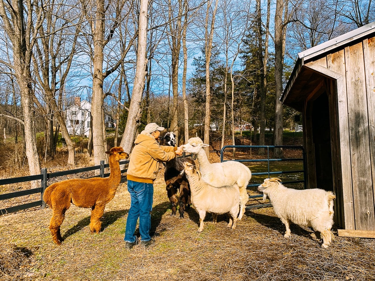 bill with the herd