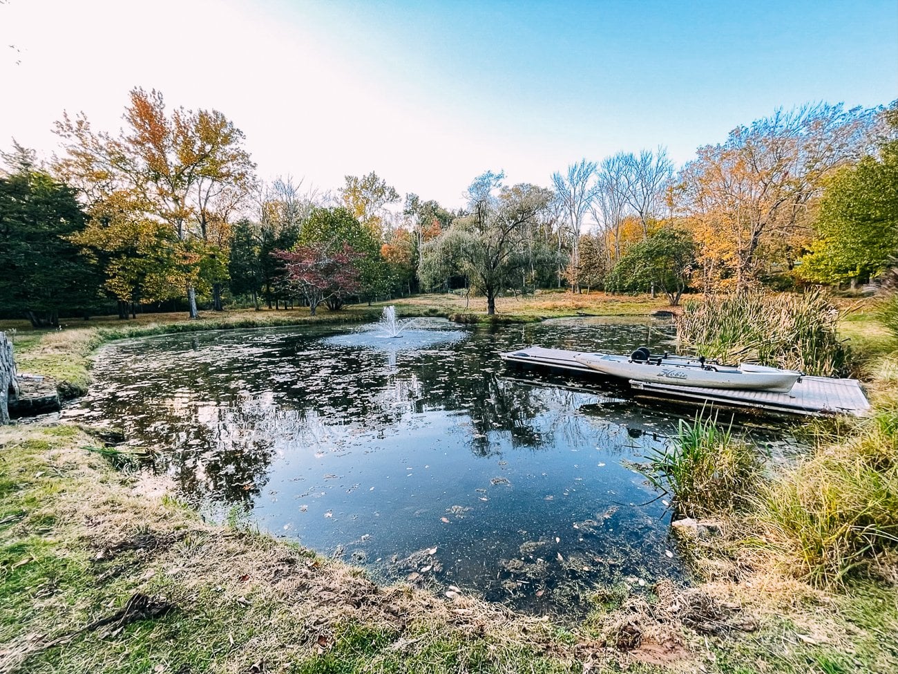 overgrown pond area