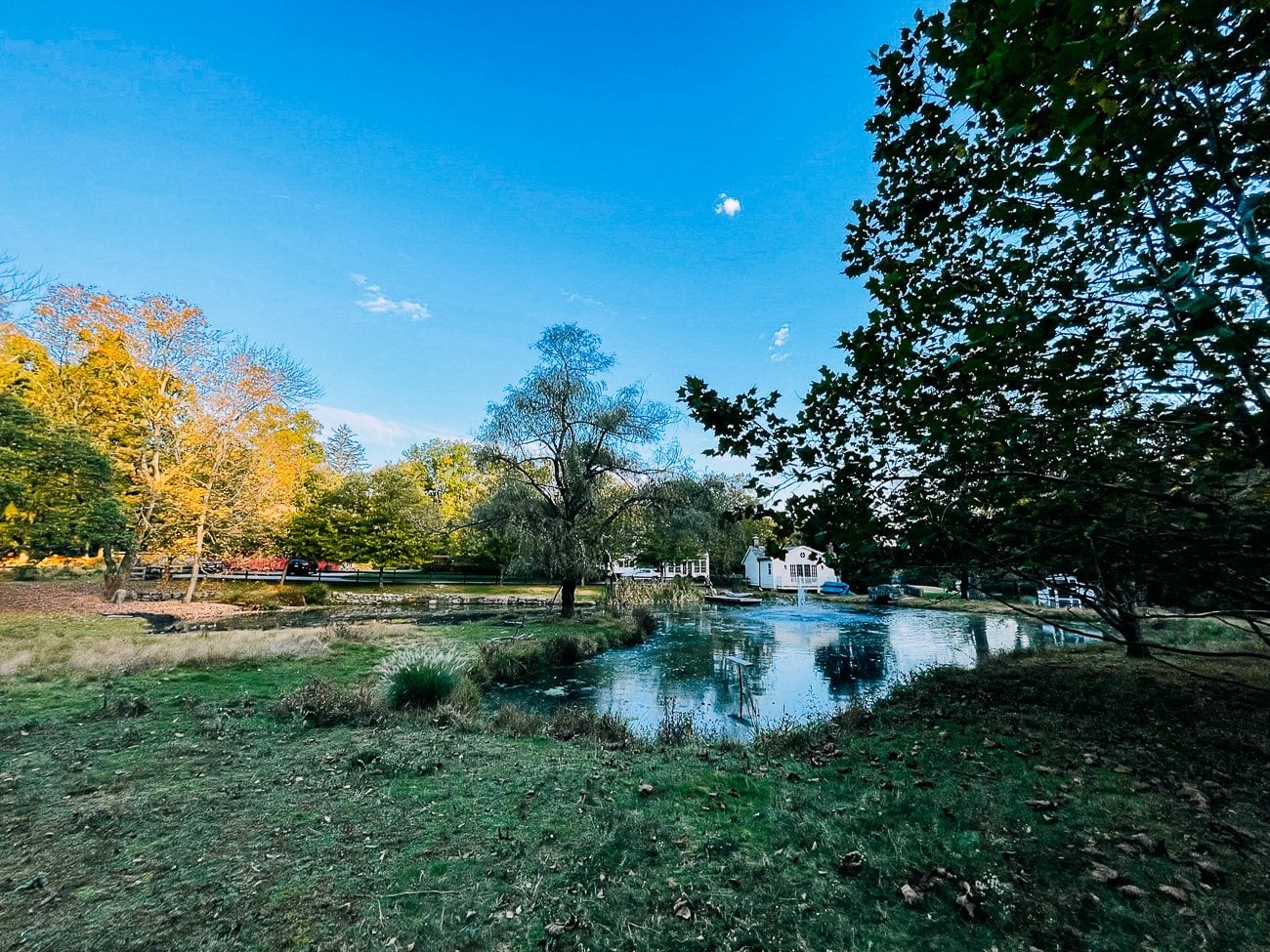 overgrown pond area