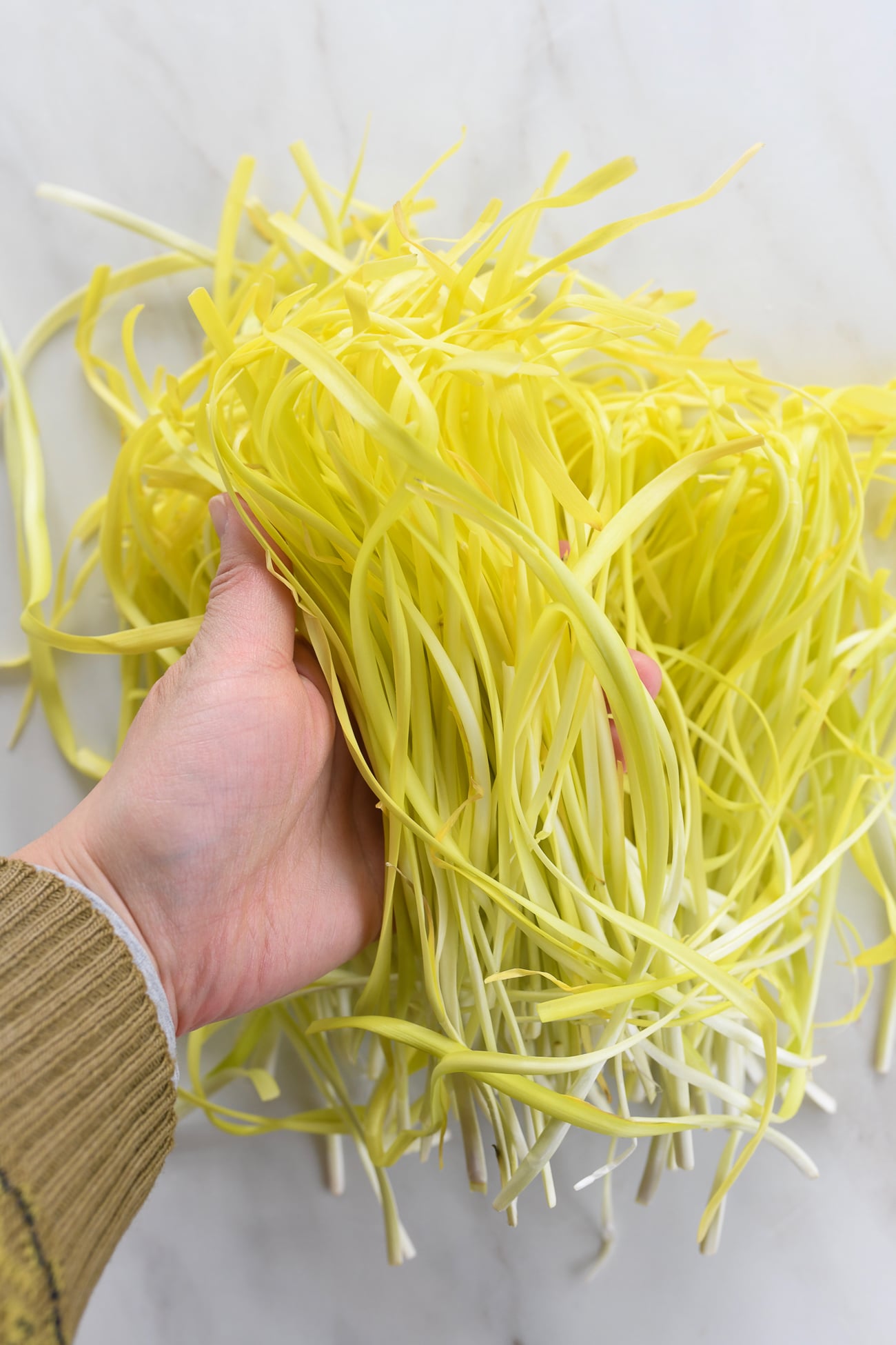yellow chives