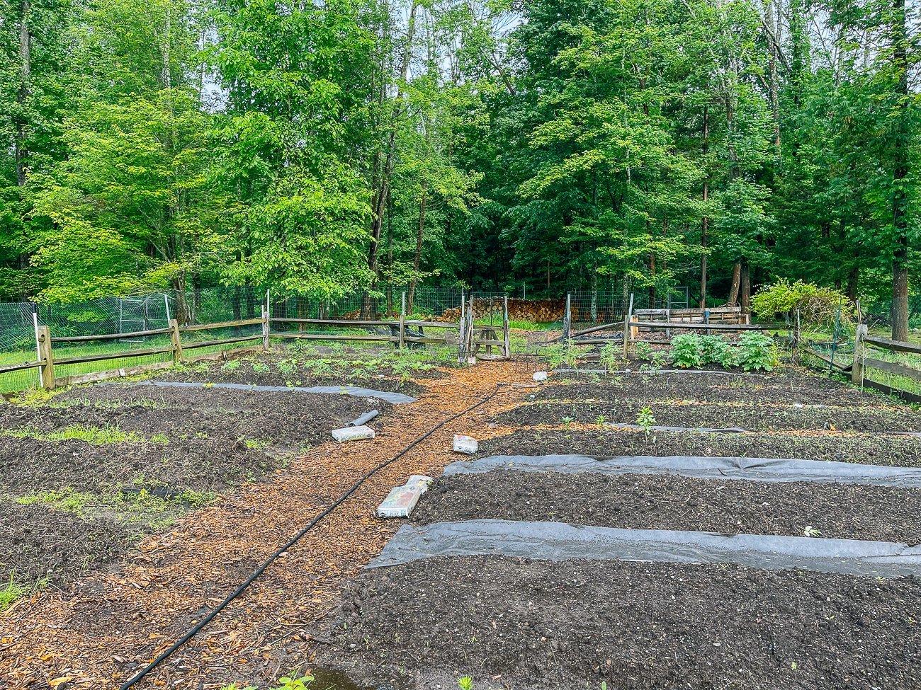 garden beds cleared