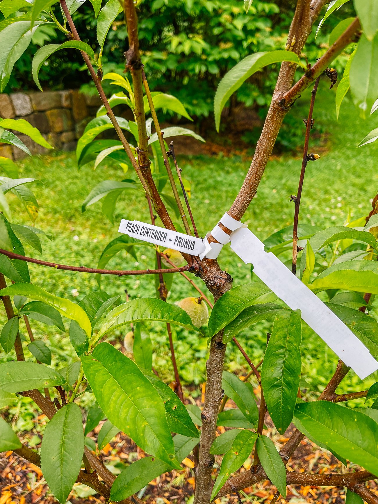 peach tree