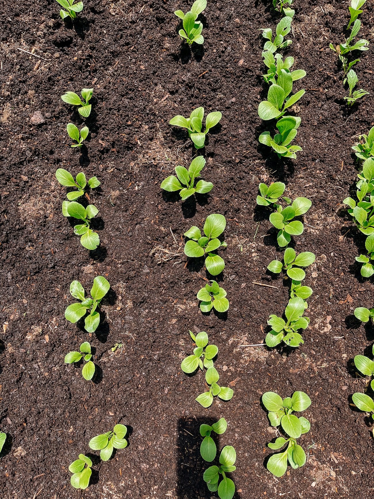 weeded bok choy bed
