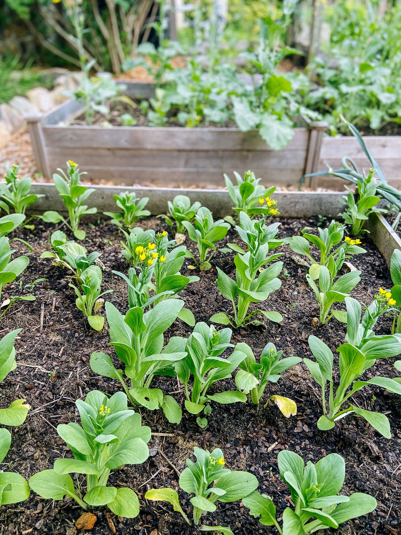 bolting bok choy
