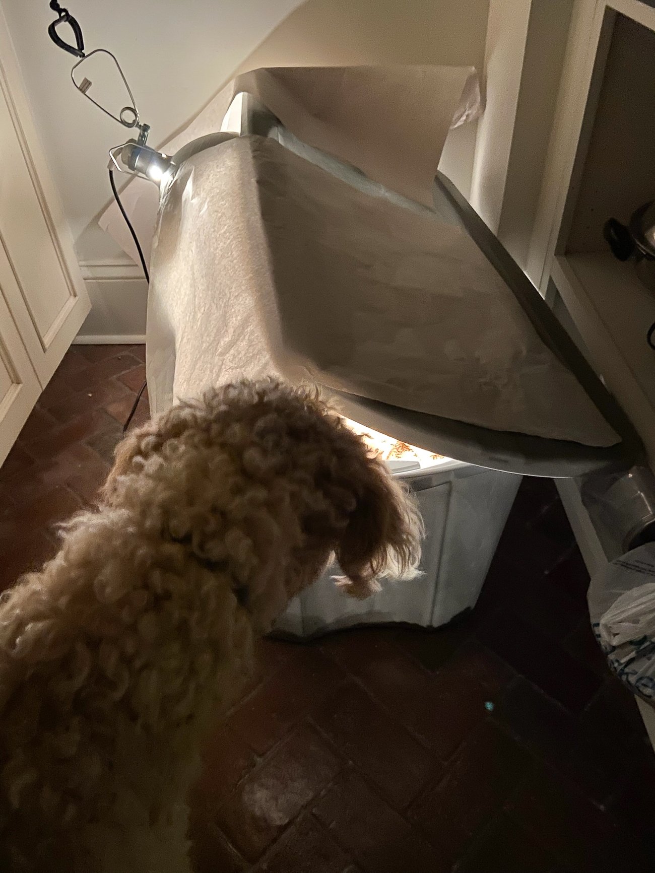 barley looking at baby chicks