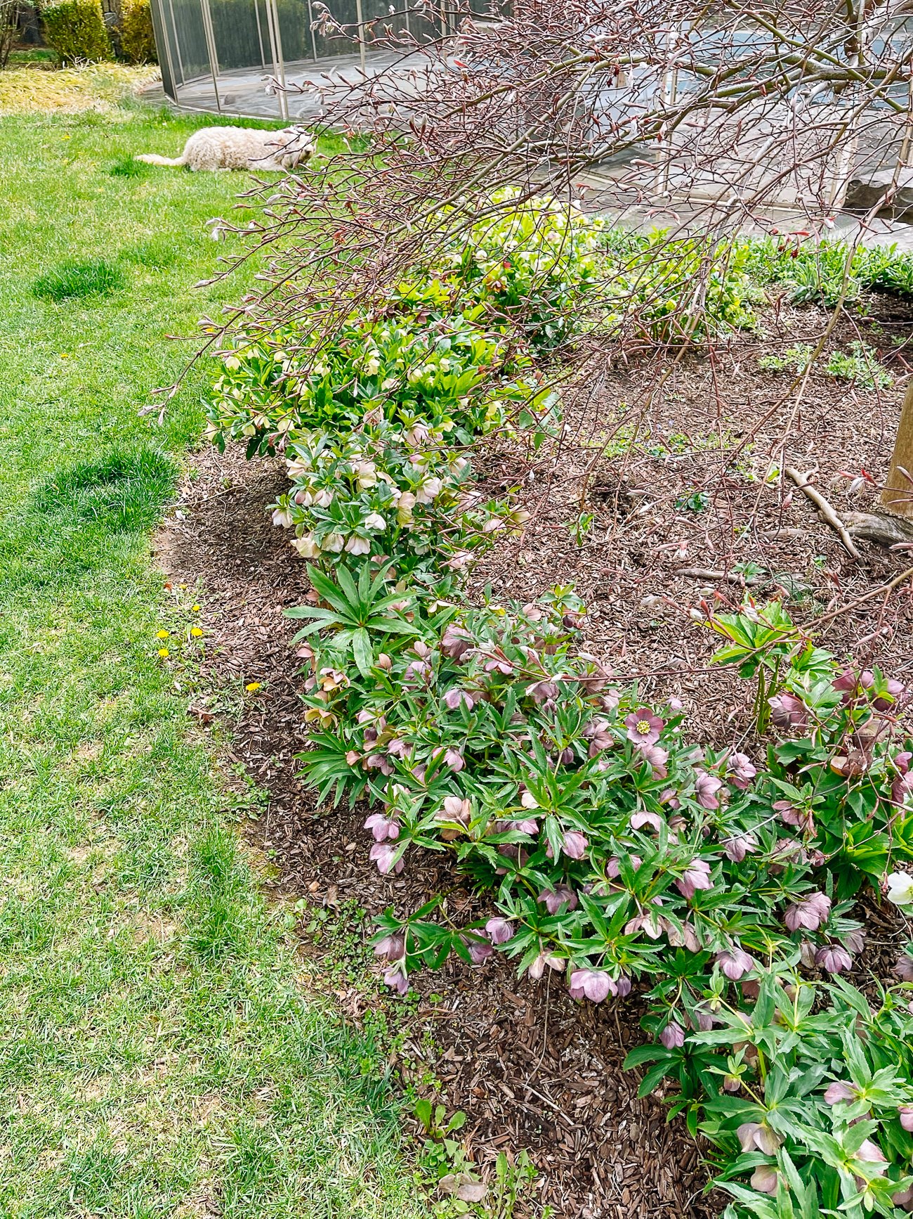 Patch of hellebores