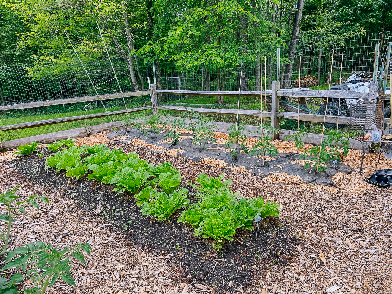 napa cabbage bed