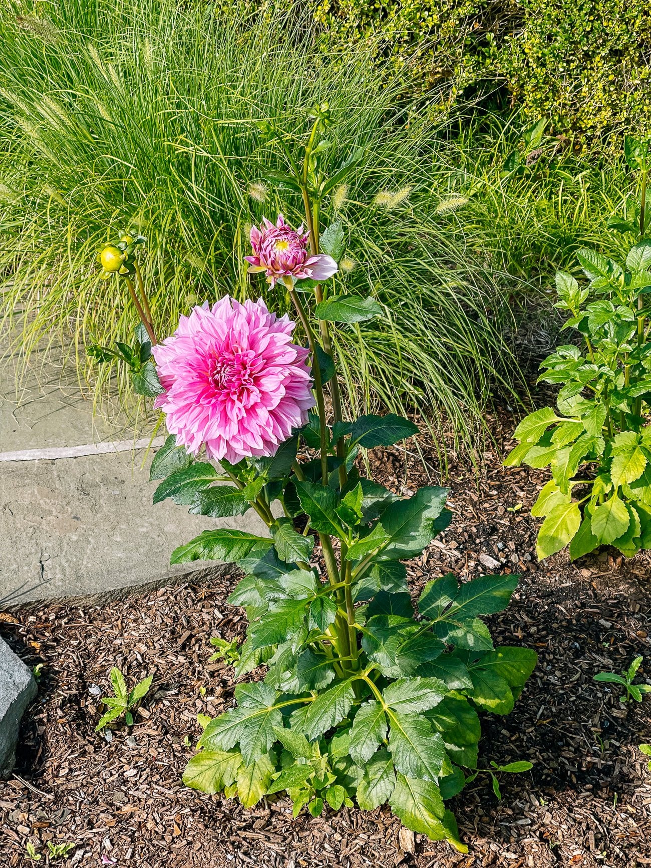 pink dahlia