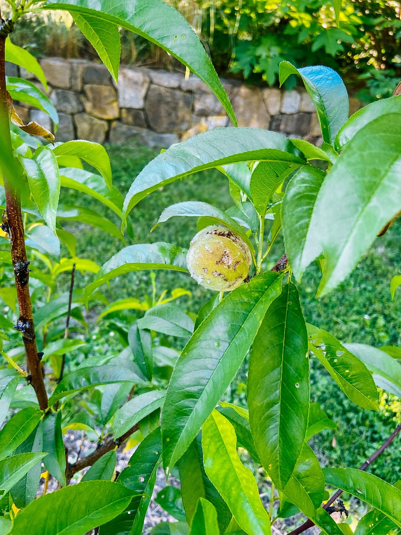 peach fungus