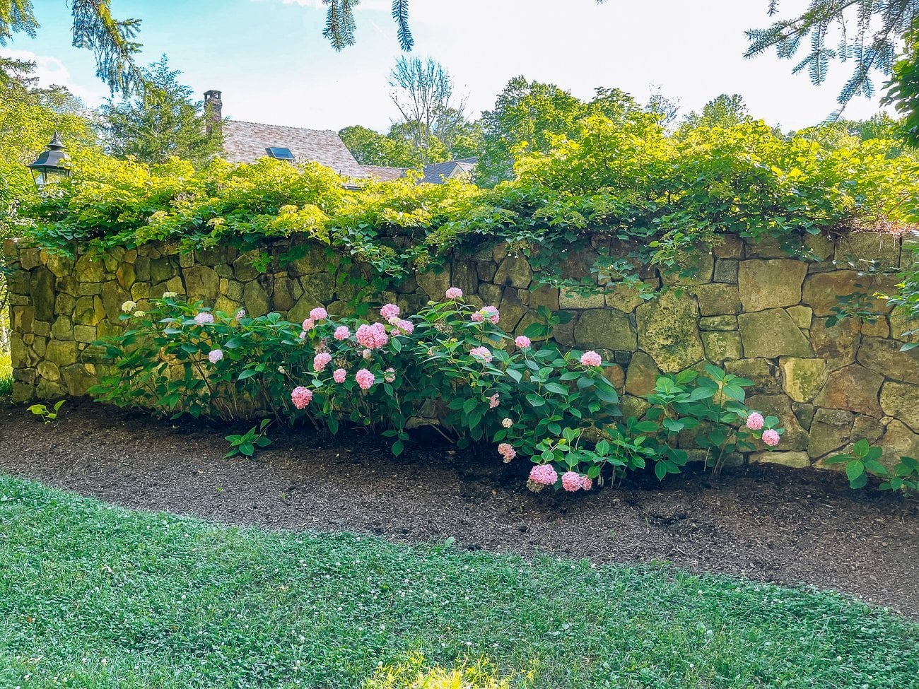 pink hydrangeas