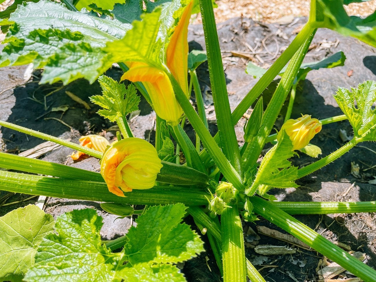 zucchini