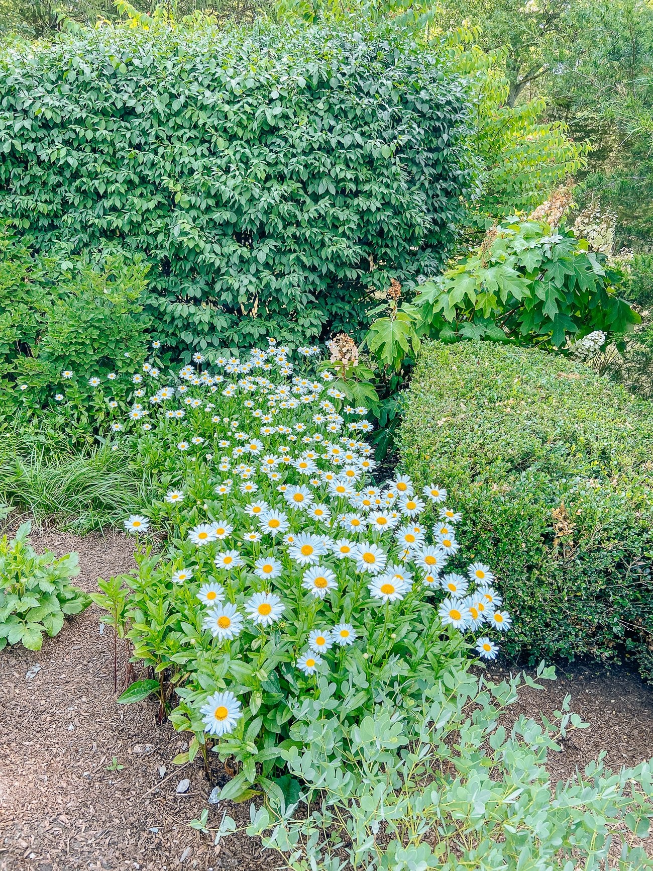 daisies growing