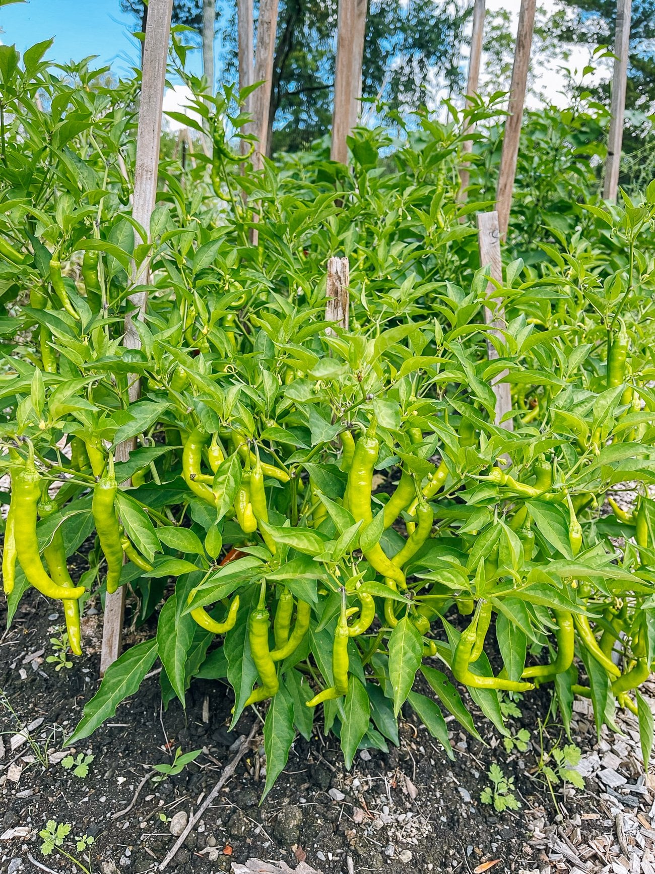 How to Grow Chili Peppers