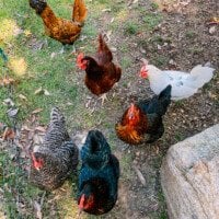 Backyard Chickens
