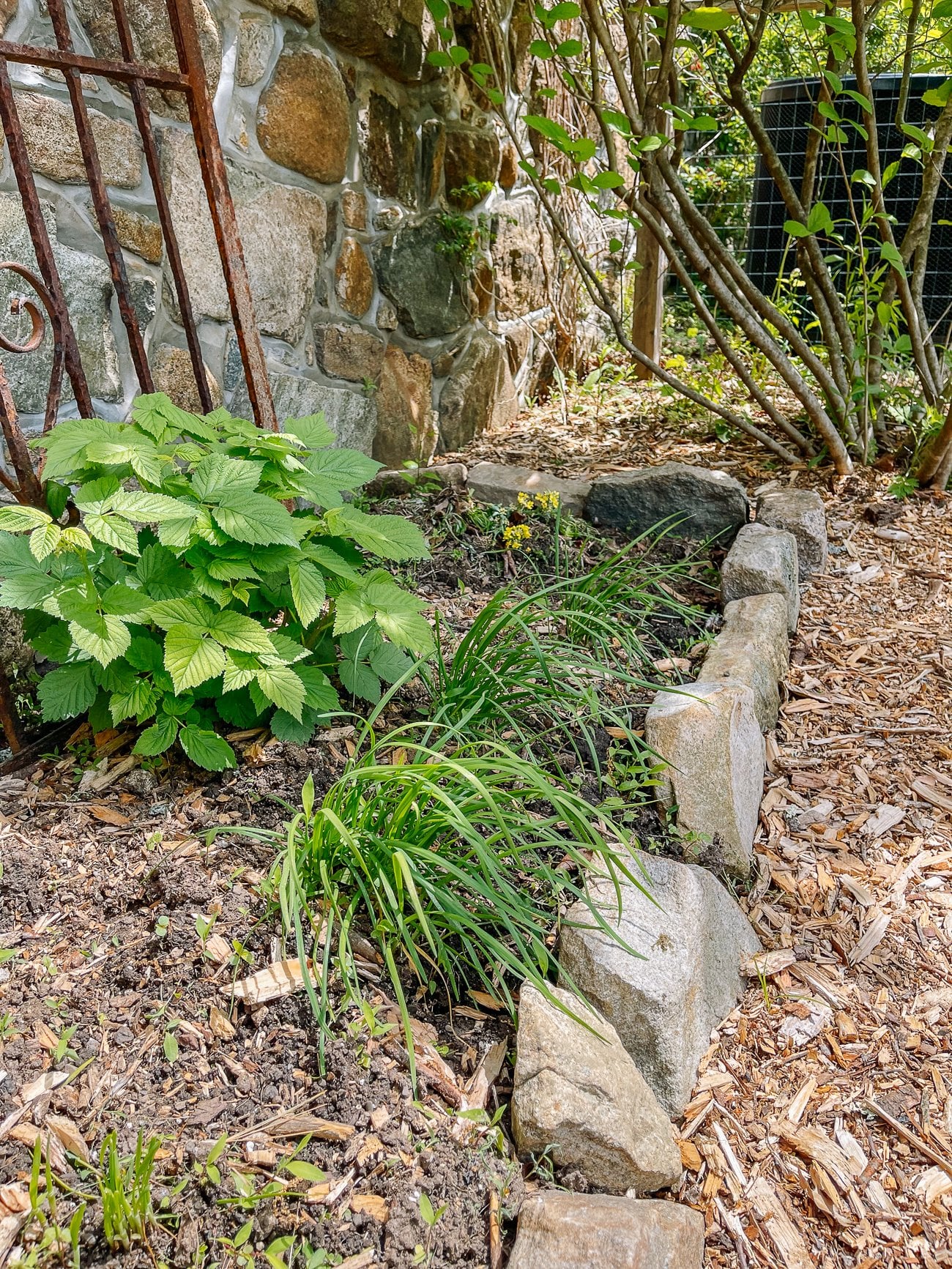 garlic chive plants