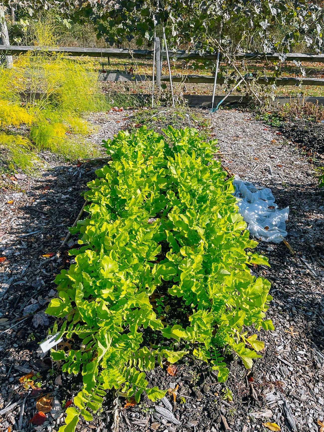 Daikon Radish Bed