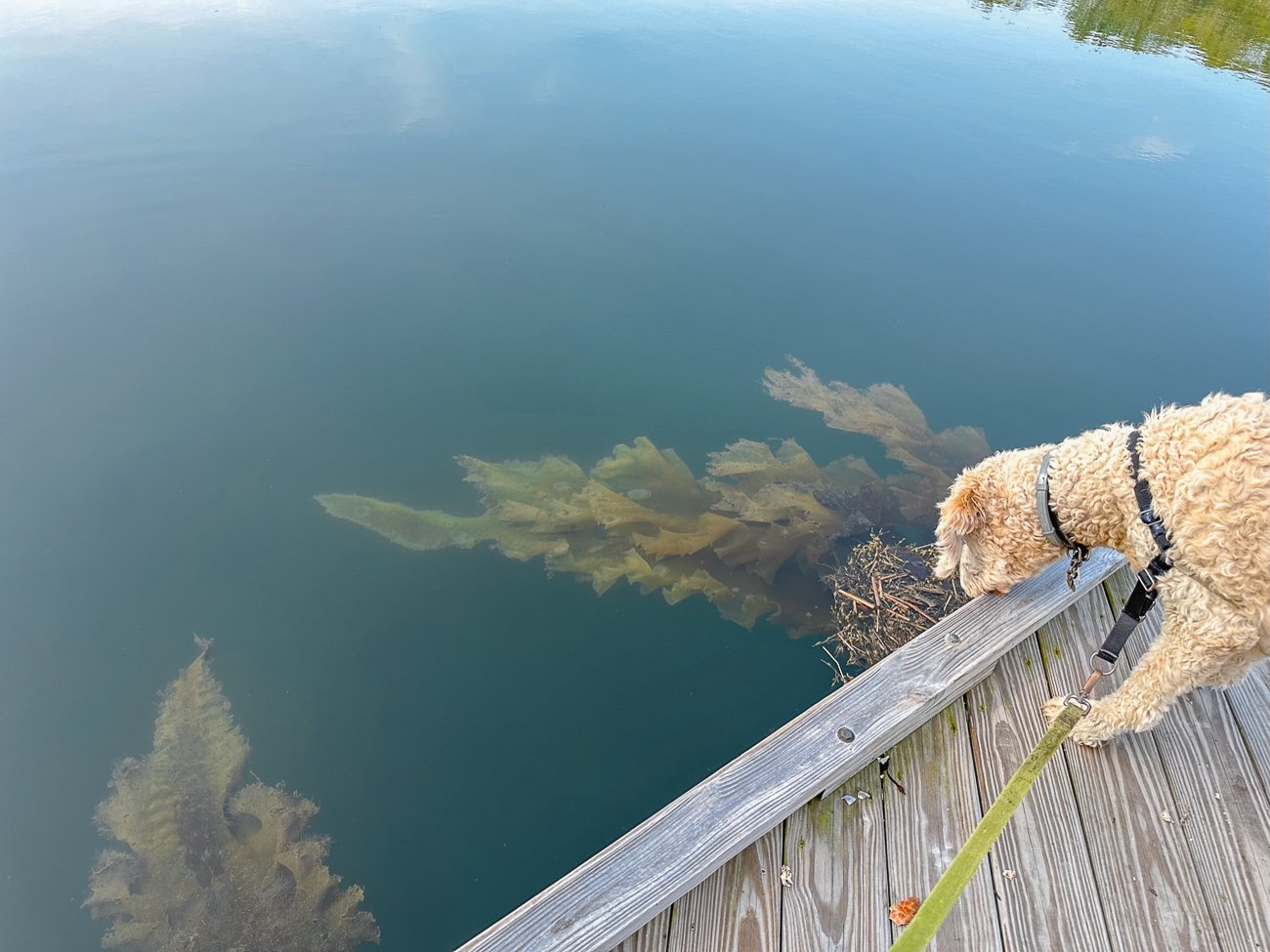 A dog looking at a big kelp plant growing off the dock floating in the water