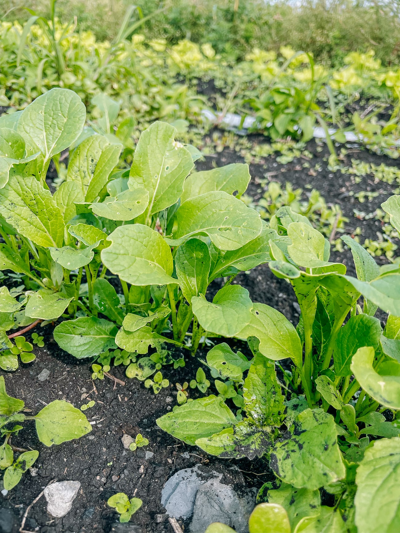 Choy Sum Growing
