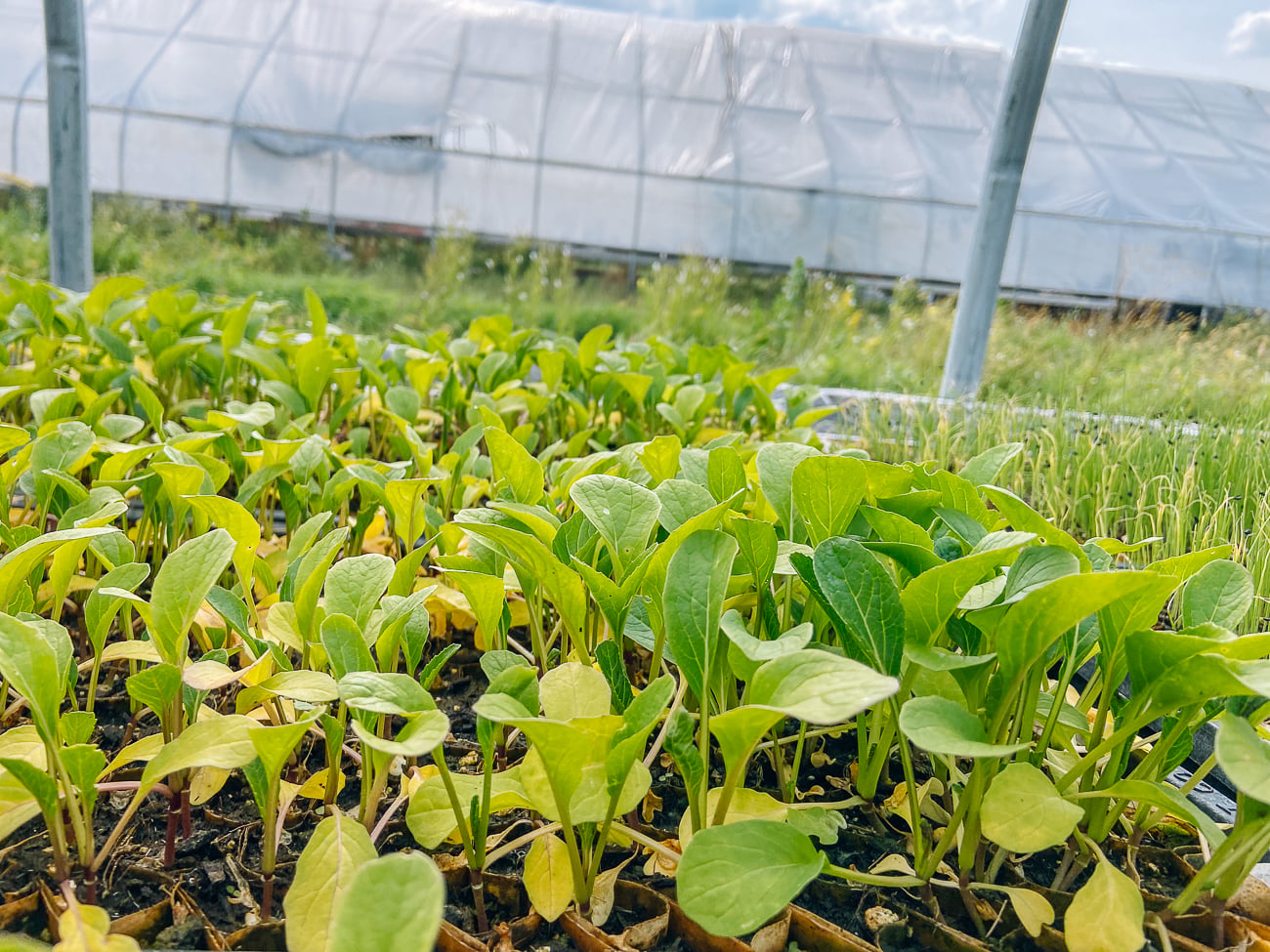 choy sum grown under cover