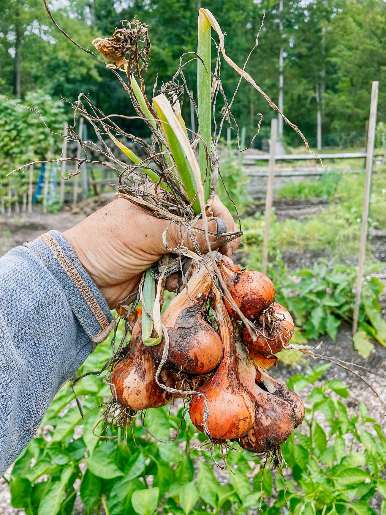 shallot harvest