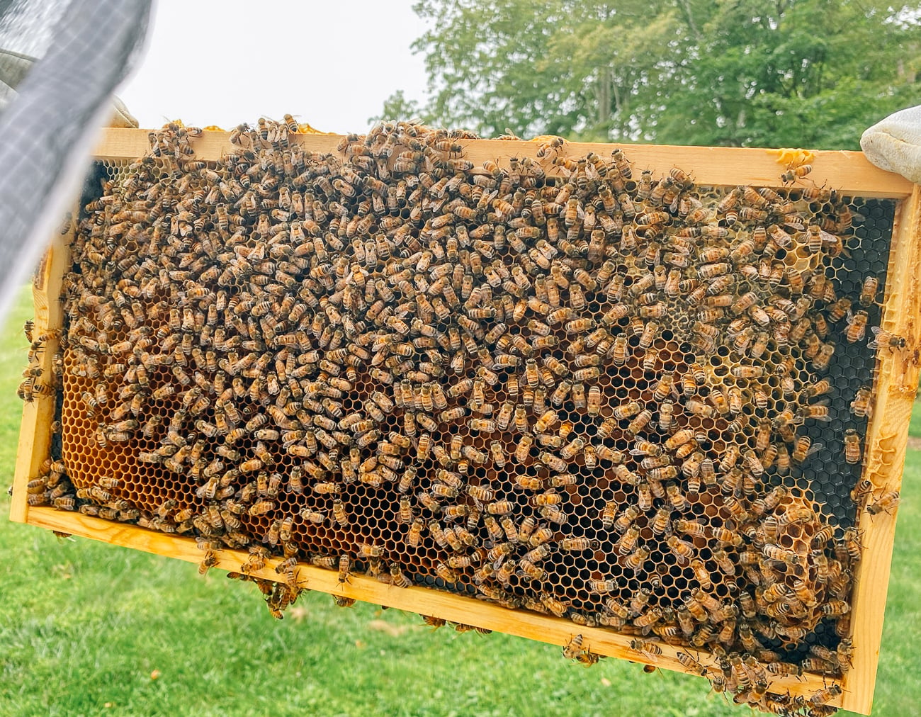 frame of bees