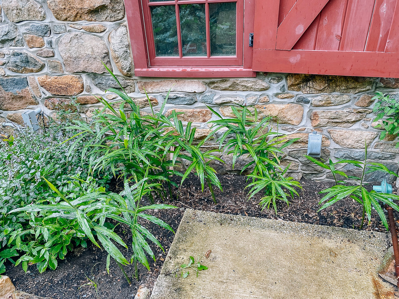 Ginger plants